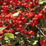 Pyracantha koidzumii Habitus