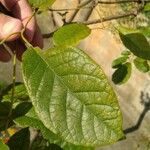Handroanthus ochraceus 葉