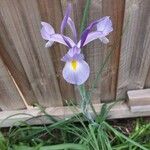 Iris xiphium Flower