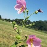 Kosteletzkya pentacarpos Flor