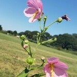 Kosteletzkya pentacarpos Flower