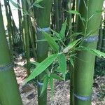 Phyllostachys bambusoides Liść