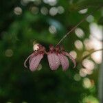 Bulbophyllum longiflorum Flower