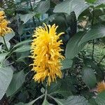 Justicia aurea Flor