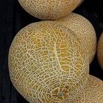 Cucumis melo Φρούτο