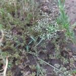 Eragrostis unioloides Blatt