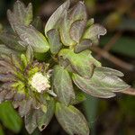 Thalictrum flavum Fleur