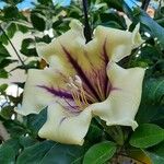 Solandra maxima Bloem