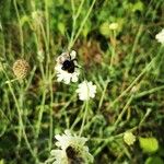 Scabiosa ochroleuca 花