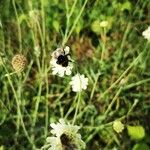 Scabiosa ochroleuca Blodyn