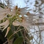 Dendrobium linguiforme Blodyn