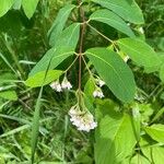 Apocynum androsaemifoliumFlower