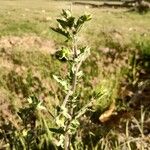 Pseudoconyza viscosa Leaf