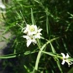 Clerodendrum heterophyllum Blomma