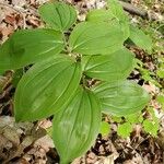 Maianthemum racemosumLeaf