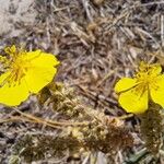 Helianthemum syriacum Virág