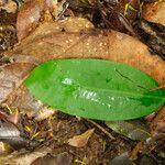 Pycnobotrya nitida Φύλλο