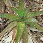 Aloe lateritia Hábito