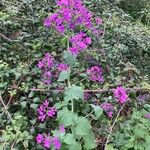 Lunaria annuaŽiedas