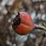 Pyrus cordata Fruto