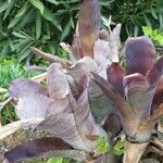 Billbergia vittata Leaf