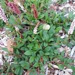 Persicaria vivipara Листок