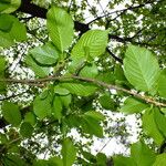 Prunus sargentii Leaf