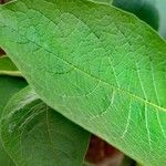 Solanum mauritianum Leaf