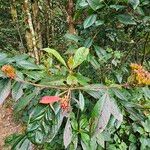 Luculia gratissima Folla