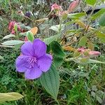 Pleroma urvilleanum Fleur