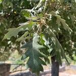 Quercus ithaburensis Leaf