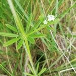 Galium aparineHoja