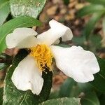 Camellia crapnelliana Flower