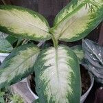 Aglaonema commutatumЛисток