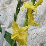 Gladiolus communis 花