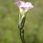 Ipomoea costellata 花