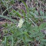 Hedysarum sulphurescens Yaprak