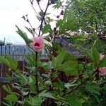 Hibiscus sabdariffa Fiore