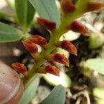 Bulbophyllum oreonastes