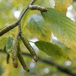 Betula lenta Flor