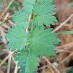 Sanguisorba verrucosa Lapas