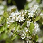 Pyrus phaeocarpa Flower