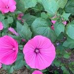 Malope trifida Blomst