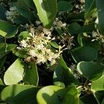 Smilax aspera Flower