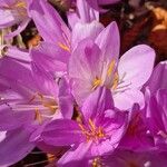 Colchicum cilicicum Foglia