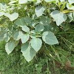 Datura innoxia പുഷ്പം