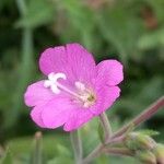 Epilobium hirsutum 花