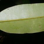 Calophyllum brasiliense Feuille