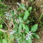 Scutellaria serrata Habit