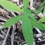 Crotalaria juncea 葉